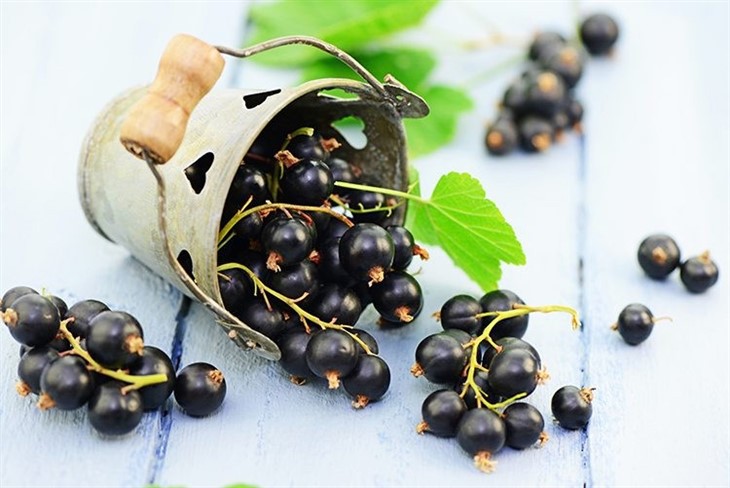 Blackcurrant Seed Oil