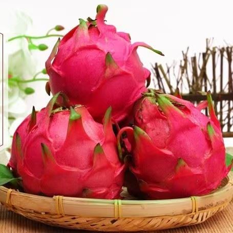 Refrigerated Red Pitaya best